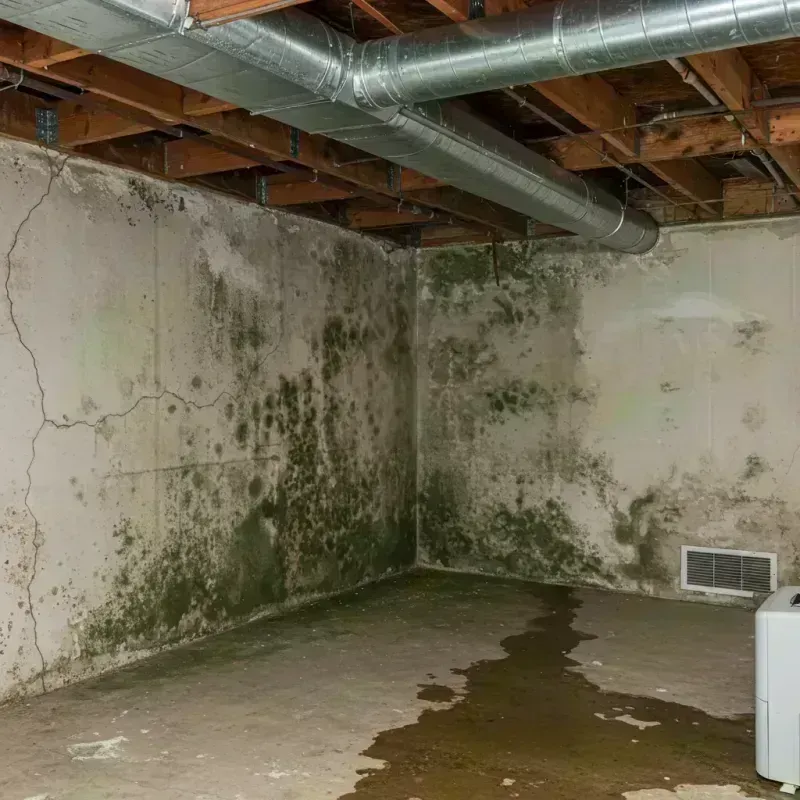 Professional Mold Removal in Rochester, NH